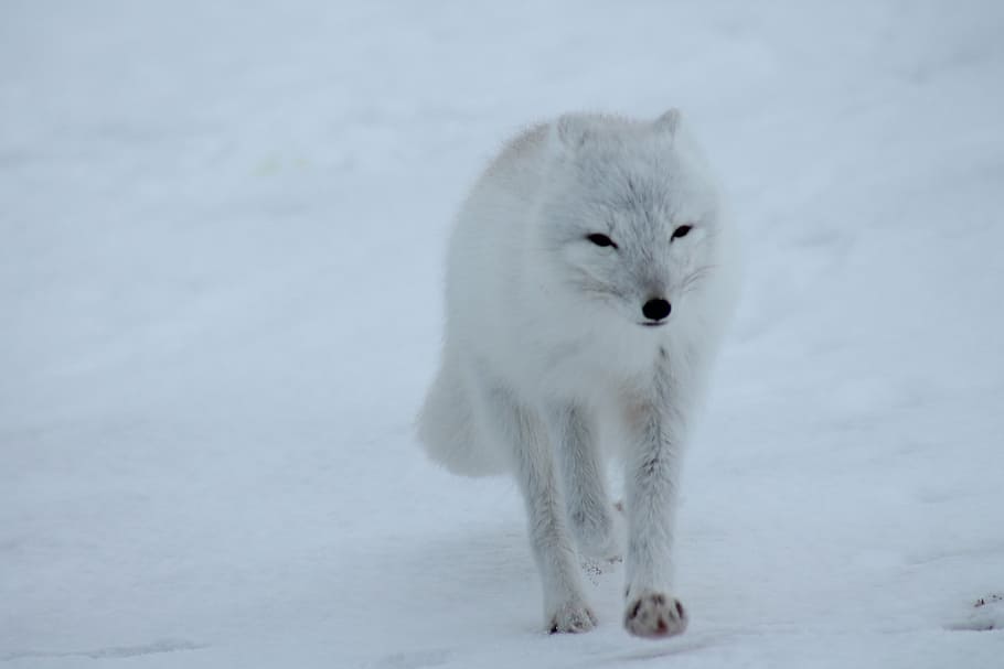 Page 2 Animals Arctic Fox 1080p 2k 4k 5k Hd Wallpapers Free Download Wallpaper Flare