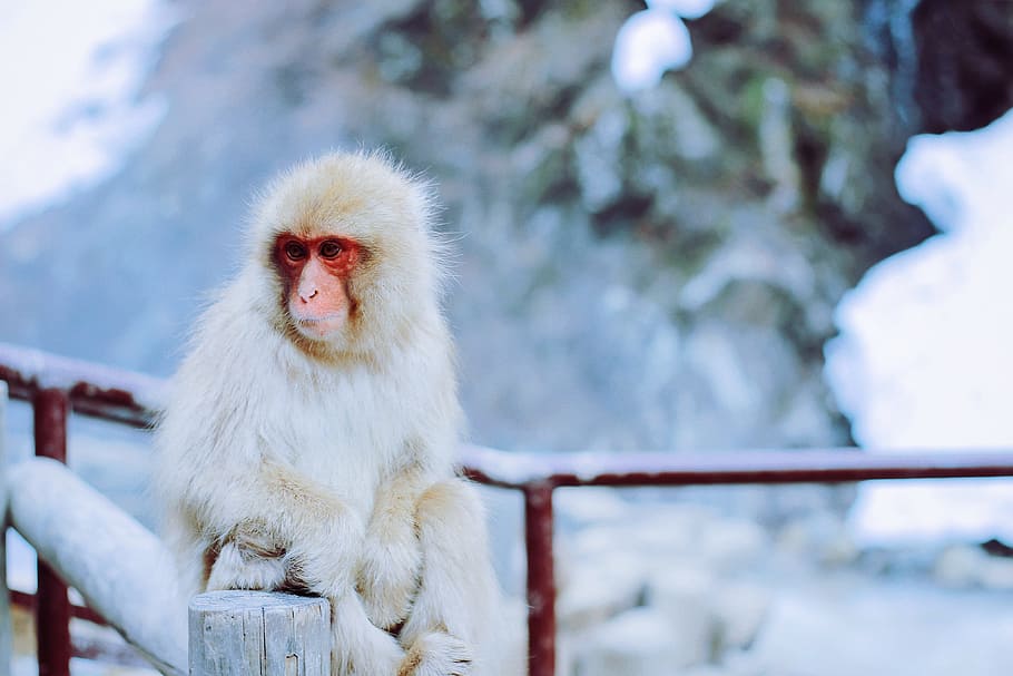 white and red monkey sitting on brown wooden fence in snow terrain during daytime, white monkey sitting on brown wooden bridge closeup photography