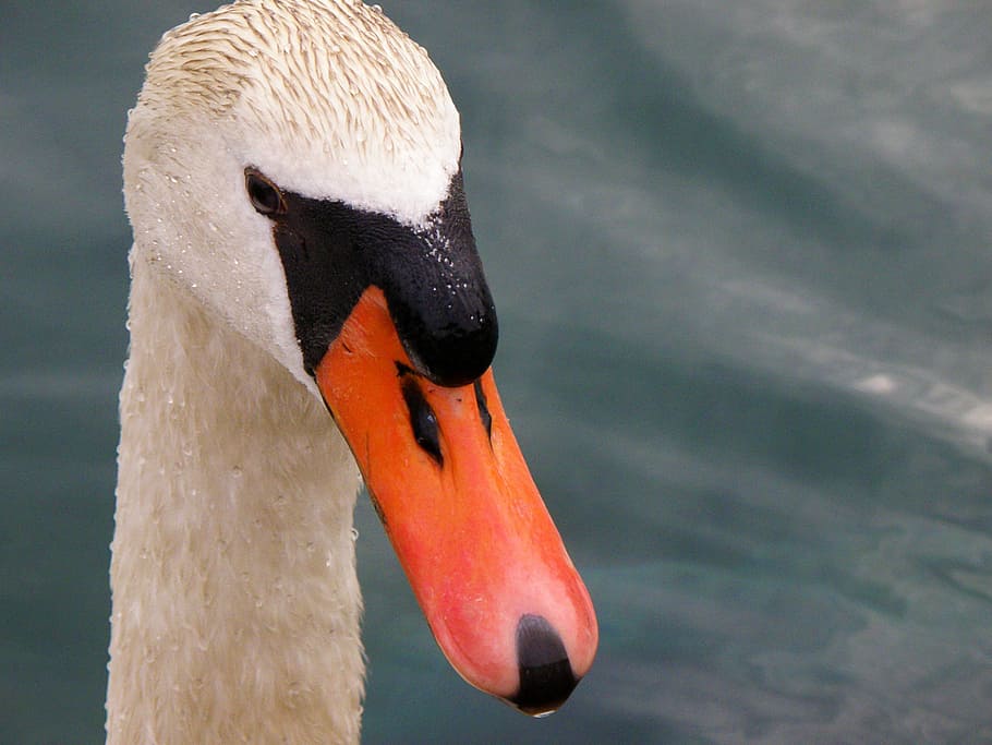 Swan, Head, White, Beak, one animal, animals in the wild, bird HD wallpaper
