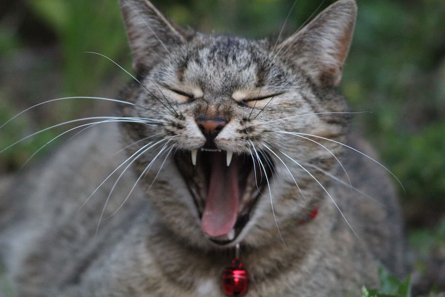 Cat, Tired, Yawn, domestic cat, one animal, animal themes, yawning HD wallpaper