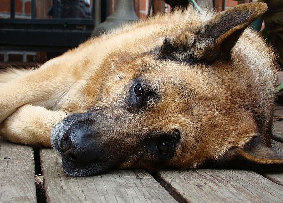 German shepherd laying on wooden floor, close-up, photo, dog