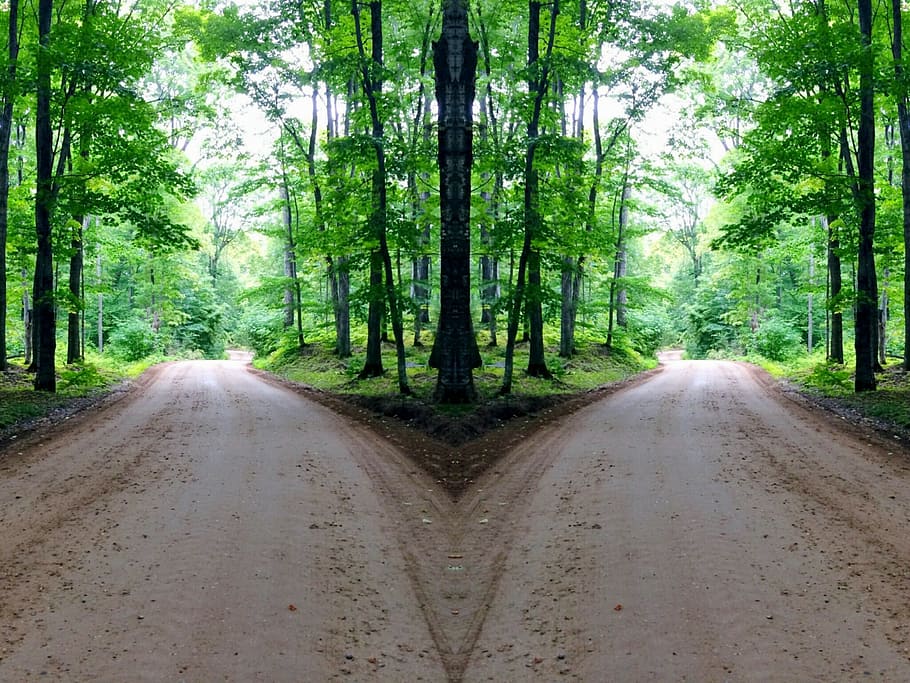 jungle, forest, tree, way, directions, road, plant, the way forward HD wallpaper