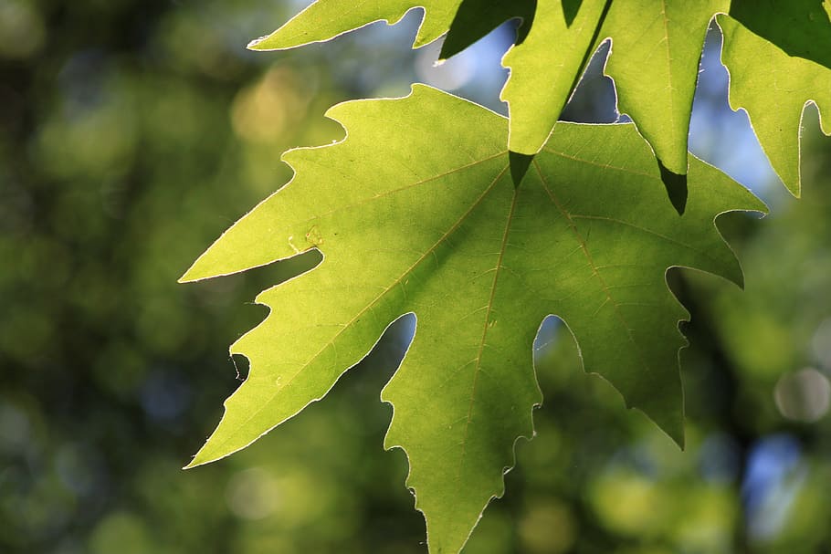tree, leaves, reverse, reverse light, plant, forest, plant part HD wallpaper