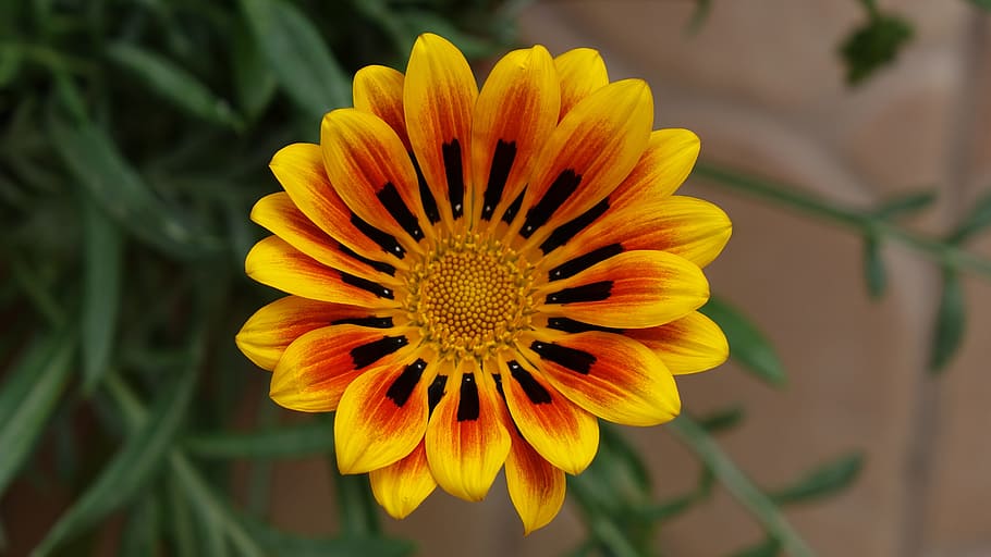 red and yellow gazania flower in close-up photography, awesome, HD wallpaper