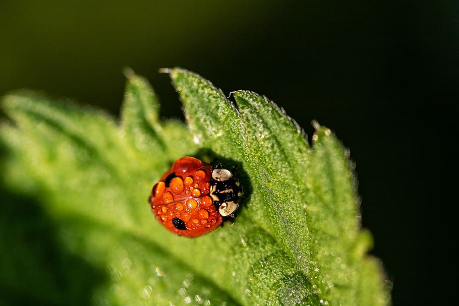 close-up photo of ladybug on green leaf with water dew, two-point-ladybug HD wallpaper