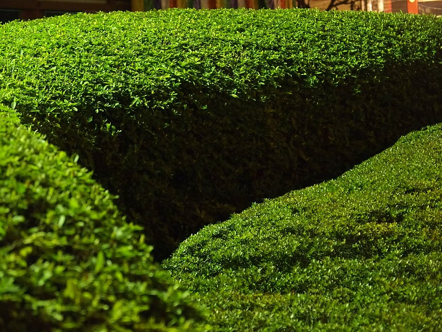 boxwood, garden, size, japan, green color, plant, growth, beauty in nature, HD wallpaper