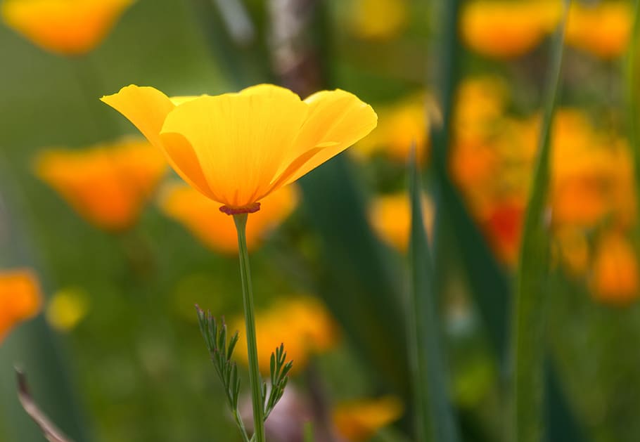 close up focus photo of yellow-petaled flower, iceland poppy, HD wallpaper