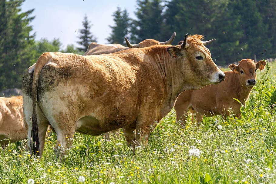 cow, pre, field, animal themes, mammal, plant, grass, livestock HD wallpaper
