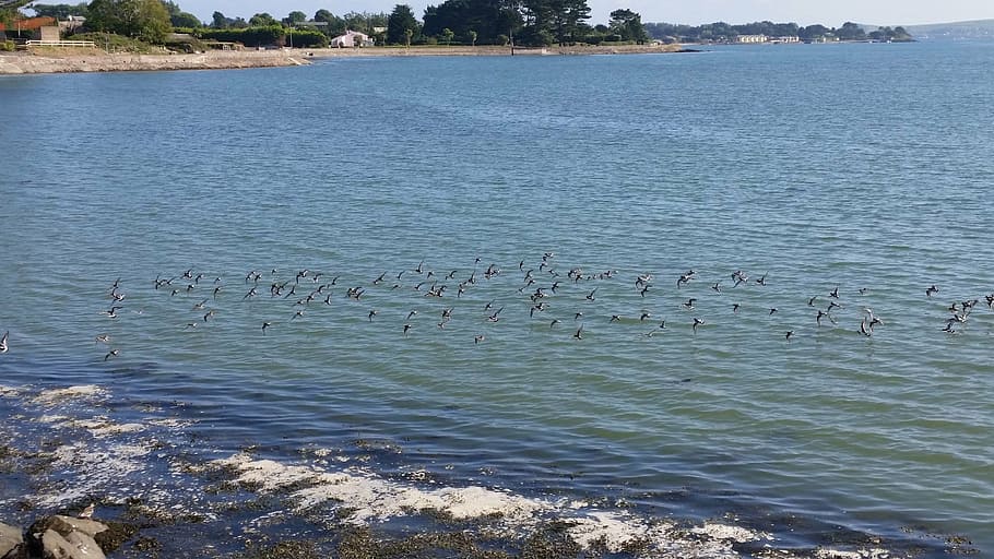 birds, flying, beach, scenery, lan, landscape, ocean, sea, water HD wallpaper