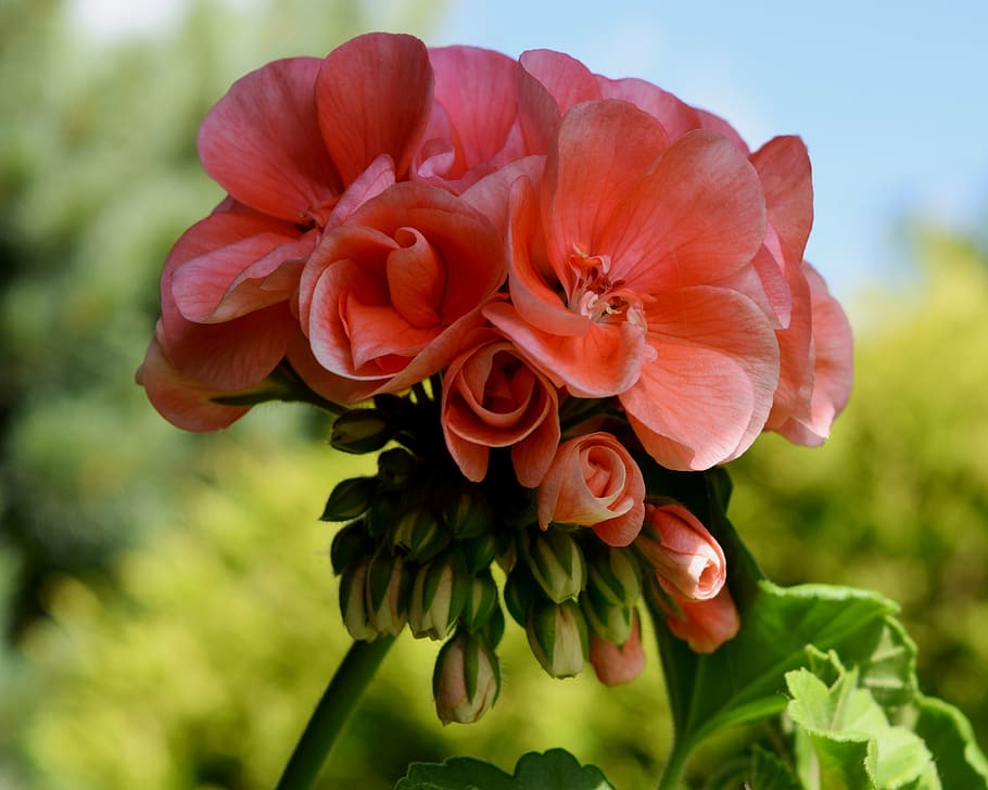 geranium, blossom, bloom, bud, salmon, balcony, plant, nature HD wallpaper