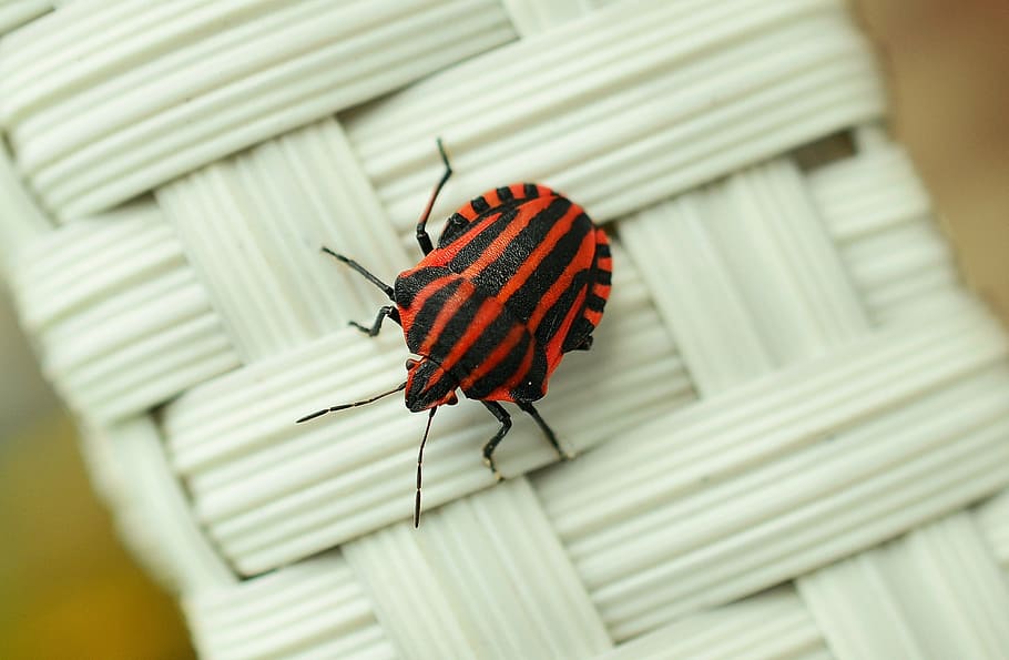 Italian striped beetle on white wicker surface, strip bug, macro HD wallpaper