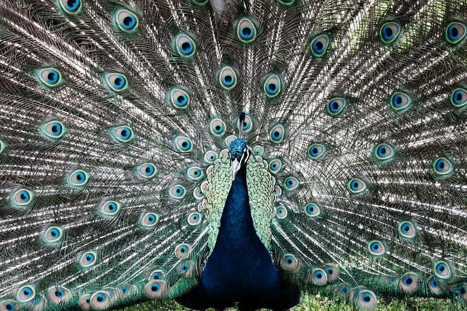 Peacock, Animal, Gel, Iridescent, before gel, peacock head, HD wallpaper