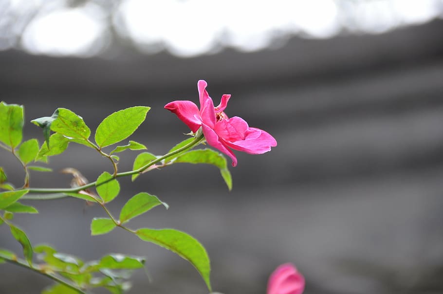 flower, red, china, flowering plant, pink color, beauty in nature HD wallpaper