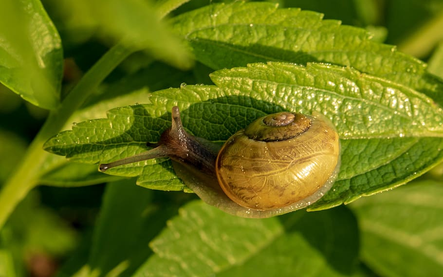 selective focus photography of snail on leaf, shell, spiral HD wallpaper
