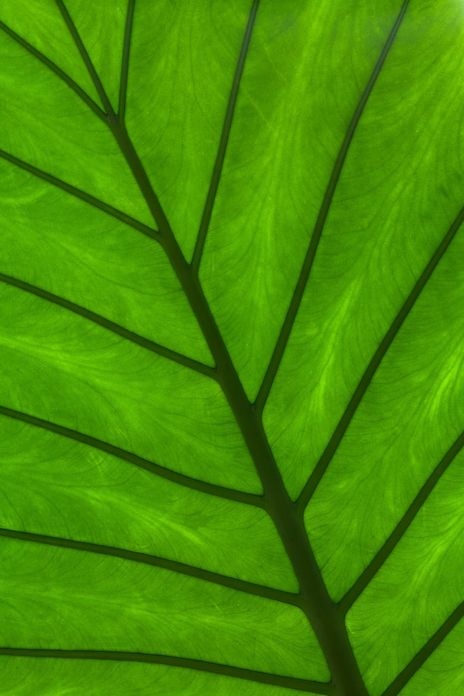 macro photography of green leaf, abstract, backdrop, background HD wallpaper