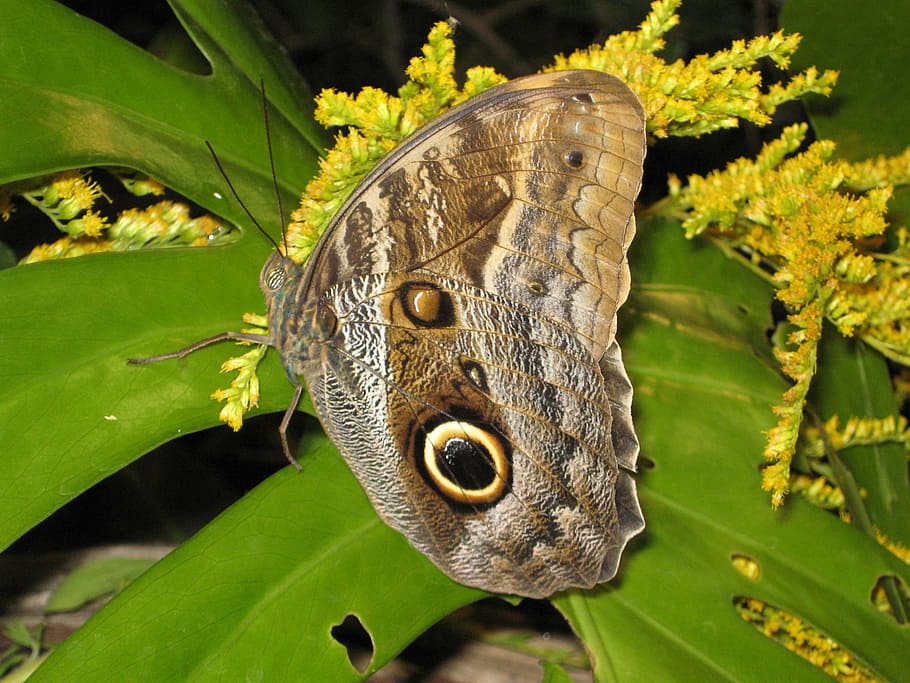 butterfly, insect, nature, macro, beauty, one animal, animal themes HD wallpaper