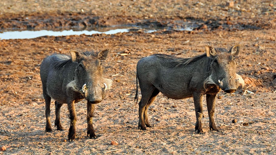 africa, namibia, nature, dry, national park, animal, wild animal, HD wallpaper