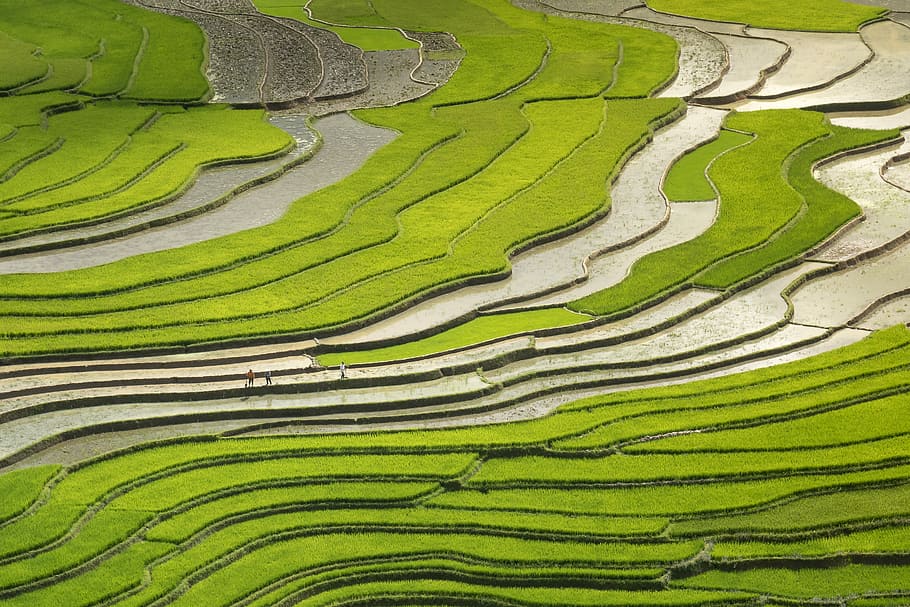 rice field, season, pour water, transplanted rice, minority, terraces