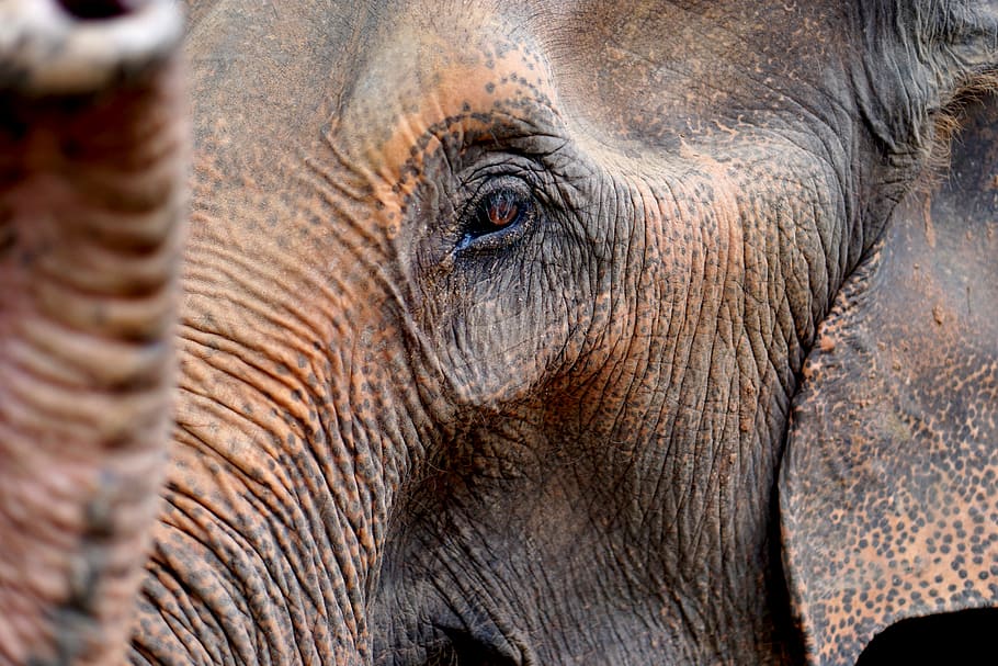 HD wallpaper: close up photo of elephant's head, closeup photography of ...