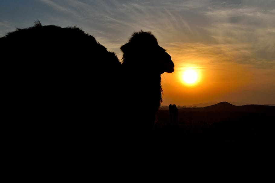 Camel, Sunset, Silhouette, Desert, sunlight, nature, no people