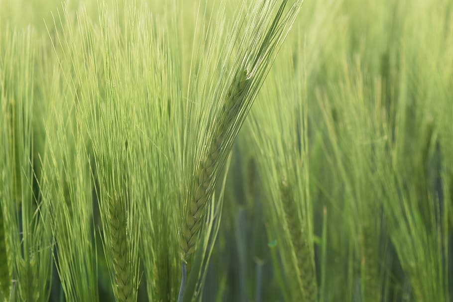 Background, Green, Green, Green Wheat, spring, sun, light, tender HD wallpaper