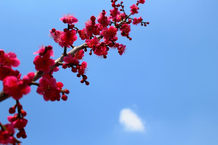 spring, landscape, flowers, nature, plant, sky, beauty in nature HD wallpaper