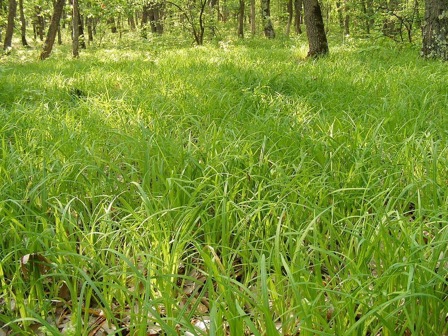 grass, green, tree, trees, woods, nature, plant, green color HD wallpaper