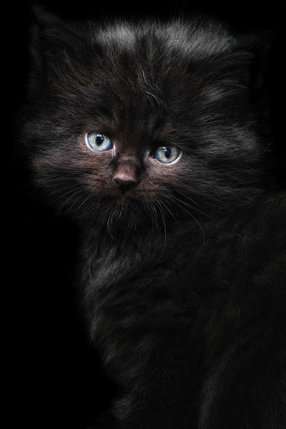 long-fur black kitten photography, cat, maine coon, cat portrait