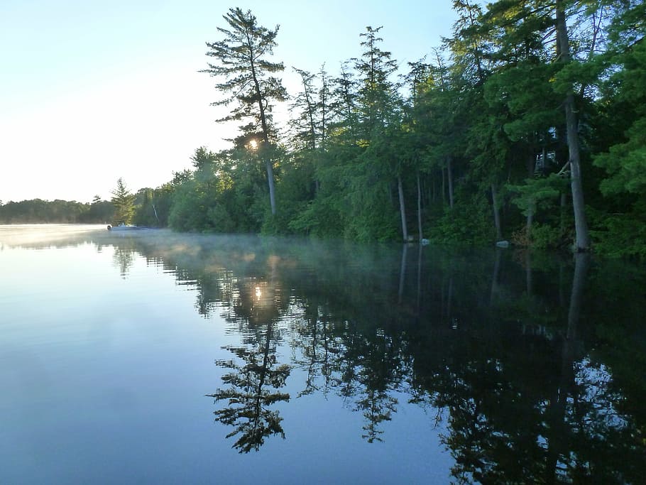 lake, shore, reflection, white pine, morning, mist, tranquil HD wallpaper