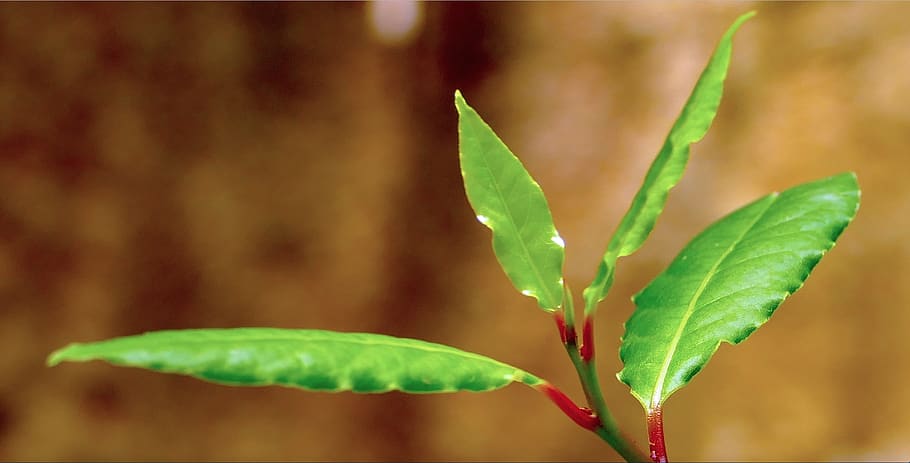 addavuru, laurel, sicily, leaf, plant part, green color, close-up HD wallpaper