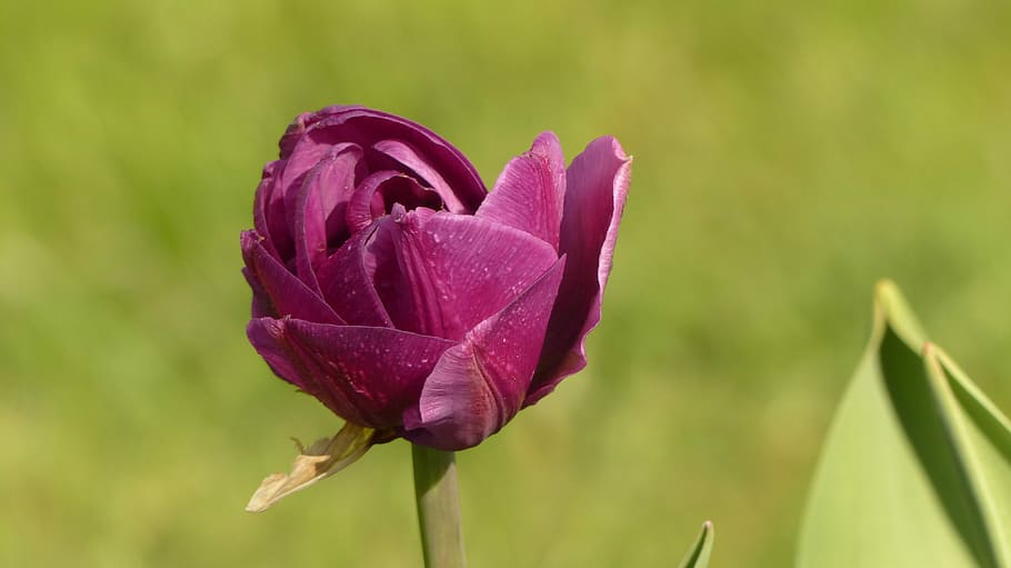 tulip, purple, spring, flowers, close, violet, breeding tulip, HD wallpaper