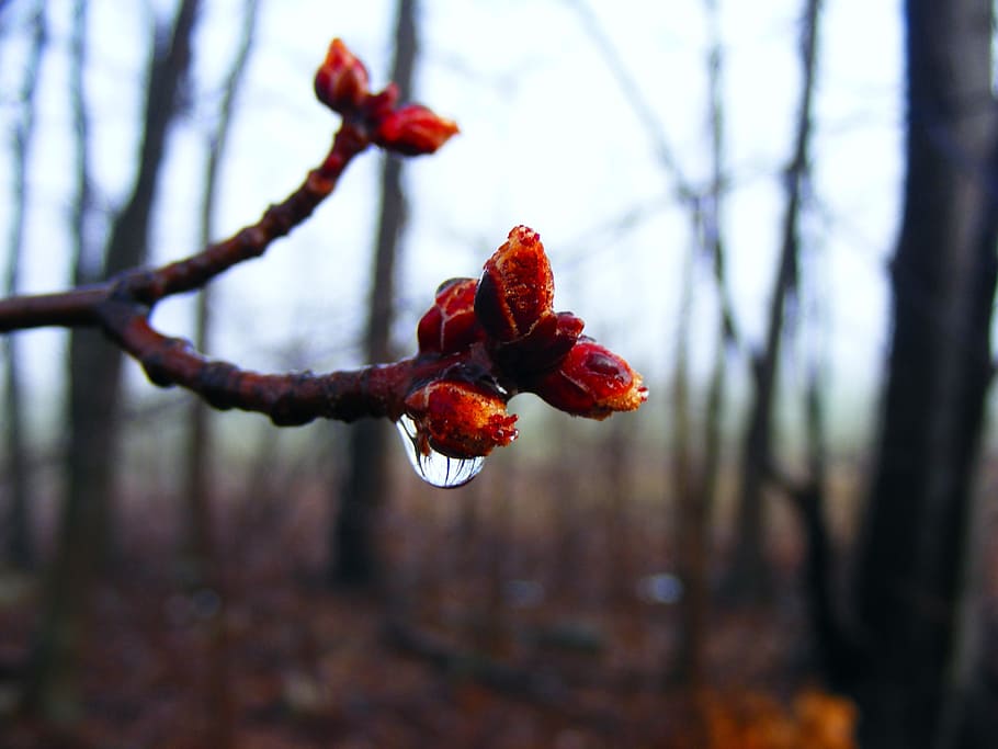 white dew on red plant, budding, close-up, buds, spring, fresh HD wallpaper