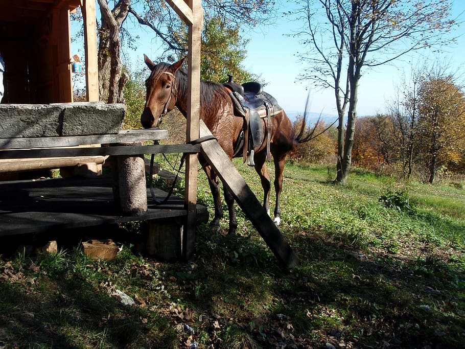 horses, trips, nature, mammal, animal themes, domestic animals HD wallpaper