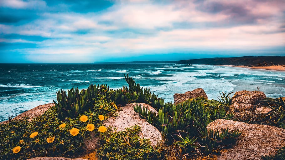 plants on rock with sea waves raging below during daytime, beach HD wallpaper