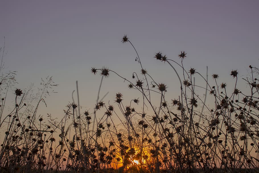 Meadow, Sunset, Grass, Nature, autumn, yellow, evening, cereal plant HD wallpaper