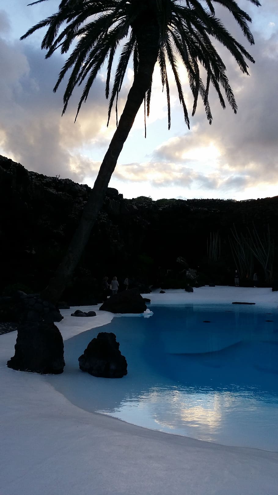 palm, exotic, pool, nature, tree, scenics, landscape, outdoors HD wallpaper