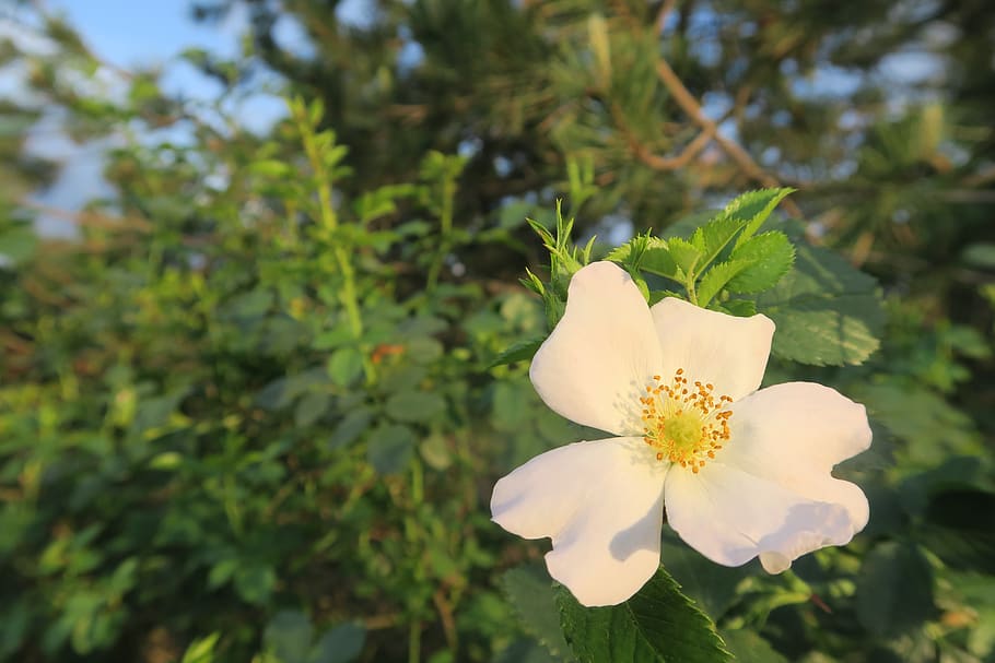 spring, rosehip, flower, leaves, plant, growth, flowering plant HD wallpaper