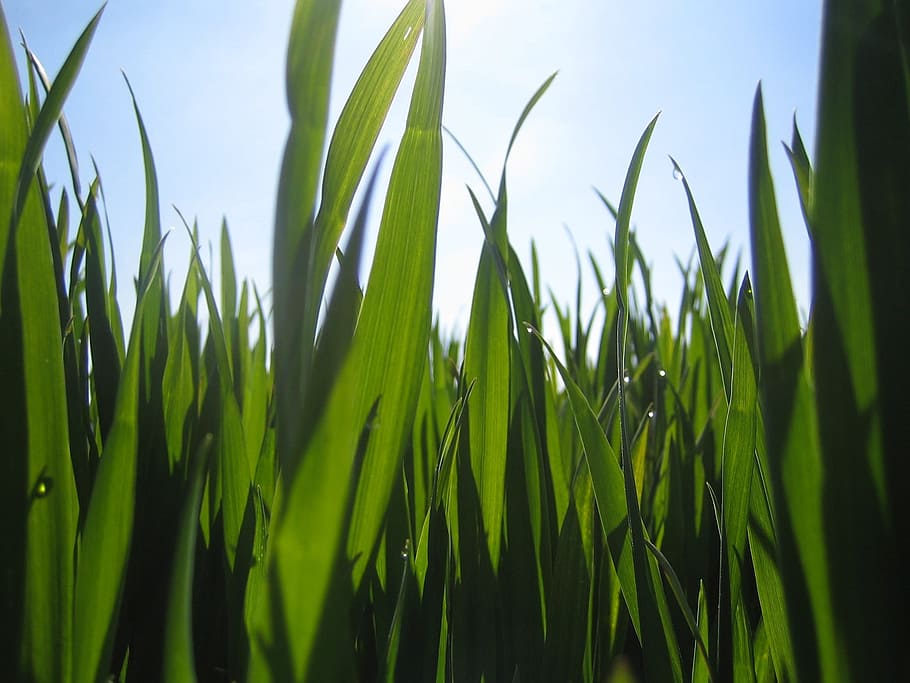 Grass, Back Light, Flora, growth, green color, agriculture HD wallpaper