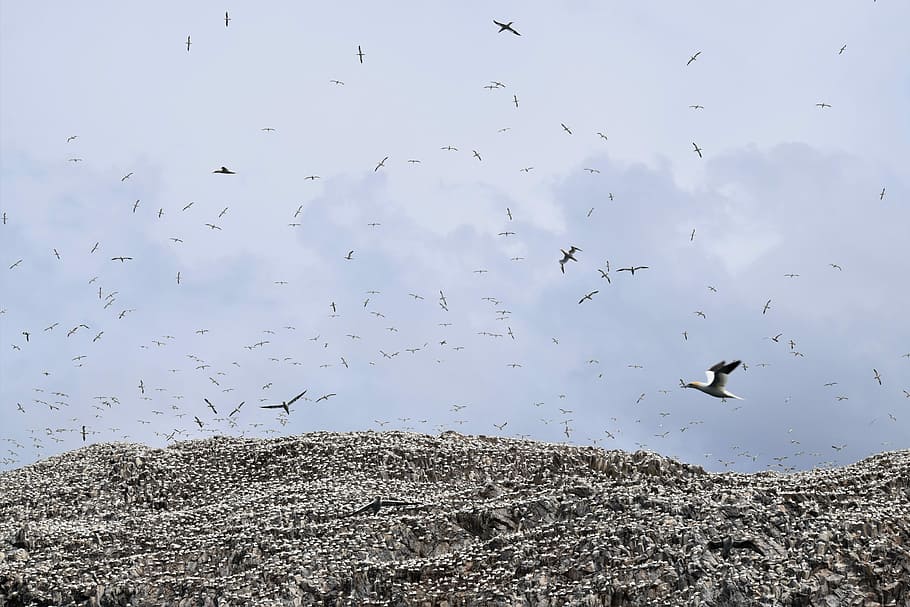 Flying, Soaring, Colony, Gannets, bass rock, uk, scotland, sky HD wallpaper