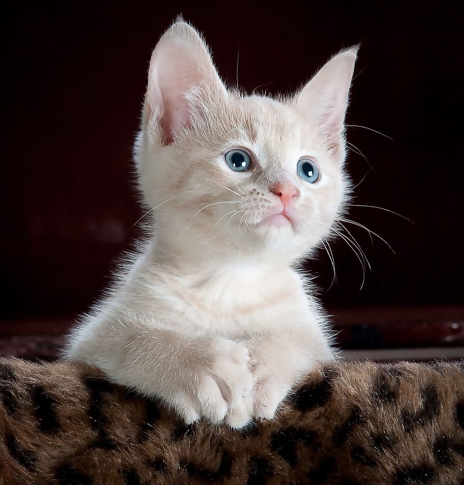 shirt-coated white kitten, kitty, cat, pet, animal, cute, feline