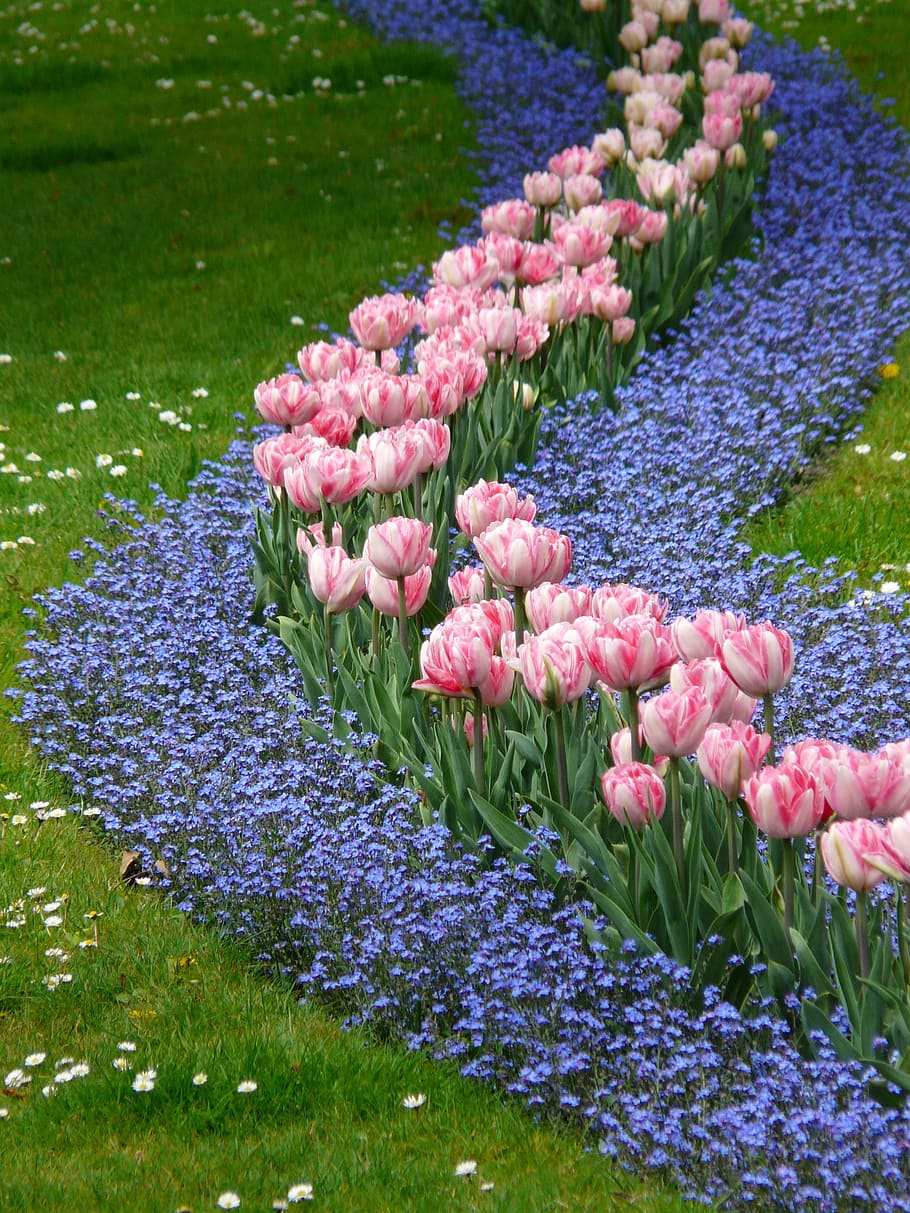 pink and purple petaled flowers, Tulips, Bed, Forget Me Not, forget my not, HD wallpaper