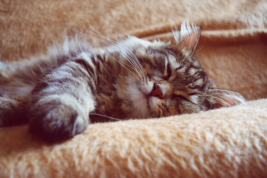 shallow focus photography of cat lying on cushion, sleeping cat HD wallpaper