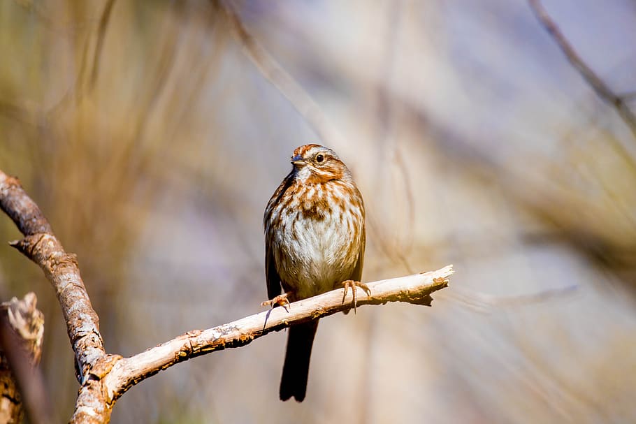 tits, bird, spring, animal, animal themes, animal wildlife HD wallpaper