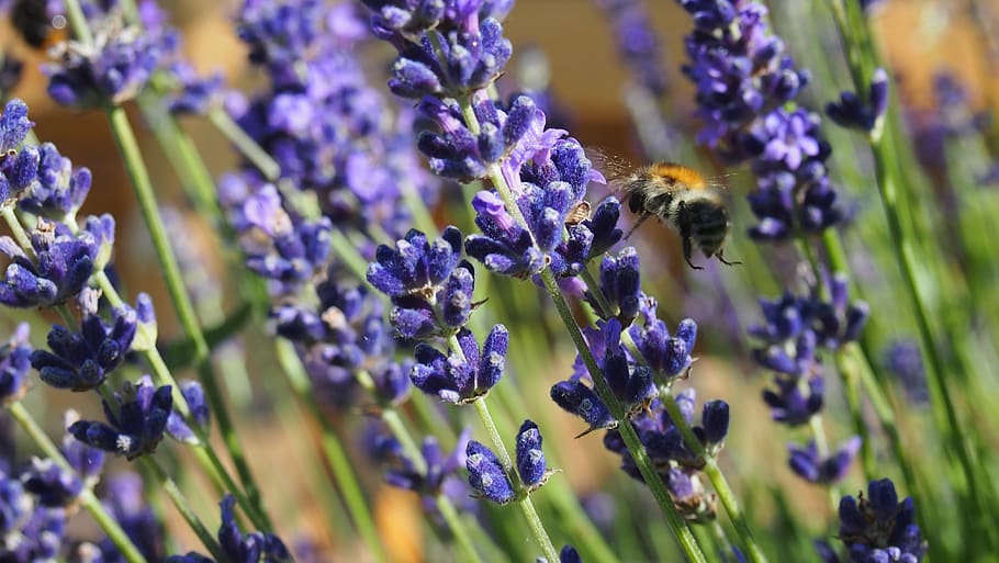 lavender, bee, pollen, flower, flowering plant, purple, invertebrate HD wallpaper