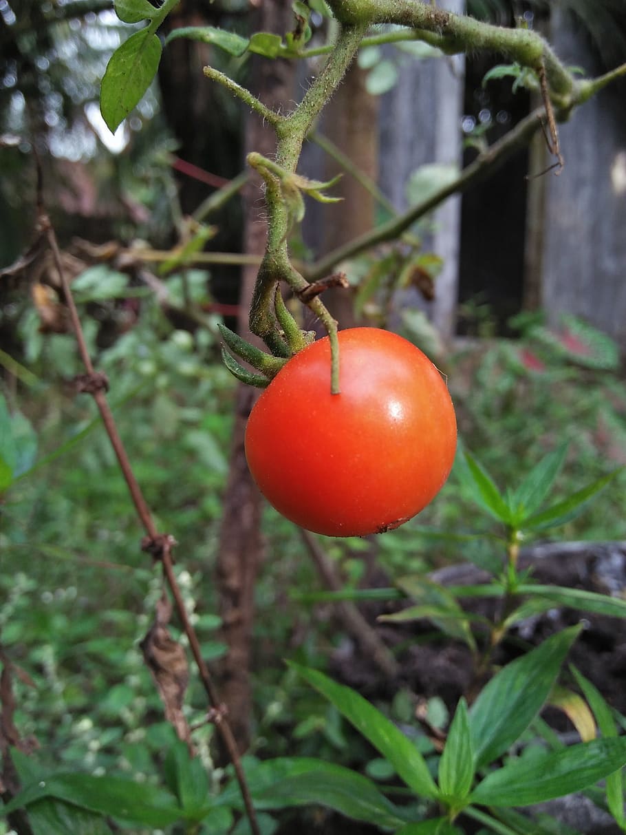 tomato, fruit, unique, red, garden, plant, vegetables, nature HD wallpaper