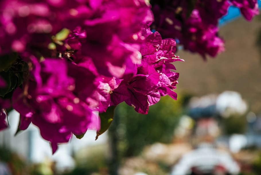 bougainvillea, spain, fuerta, flower, summer, pink, season, HD wallpaper