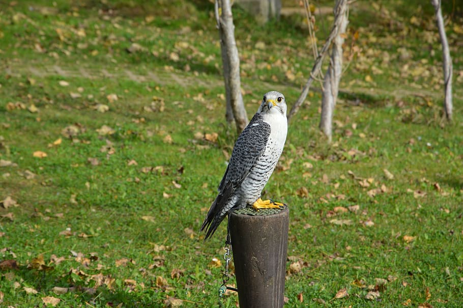 falcon, bird, predator, hawk, animal themes, animal wildlife HD wallpaper