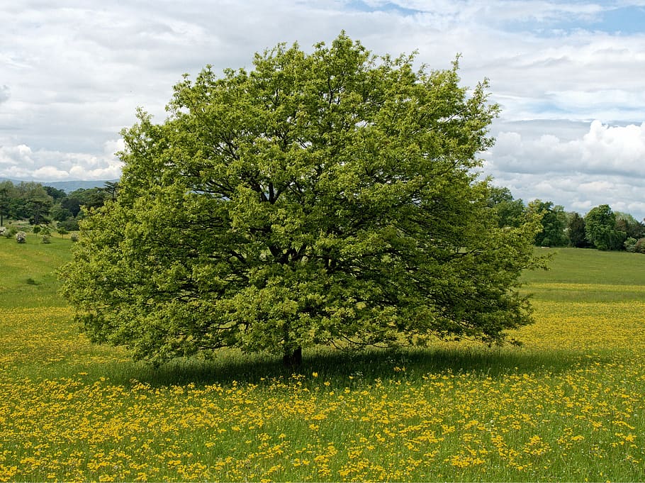 landscape photography of green leafed tree, flower, pasture HD wallpaper