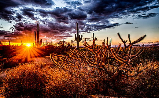 sunlight pass through cactus during golden hour, sunlight through cactus HD wallpaper