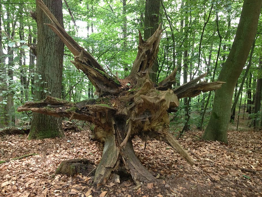 root, tree, forest, nature, fell down, log, overturned, trunk HD wallpaper